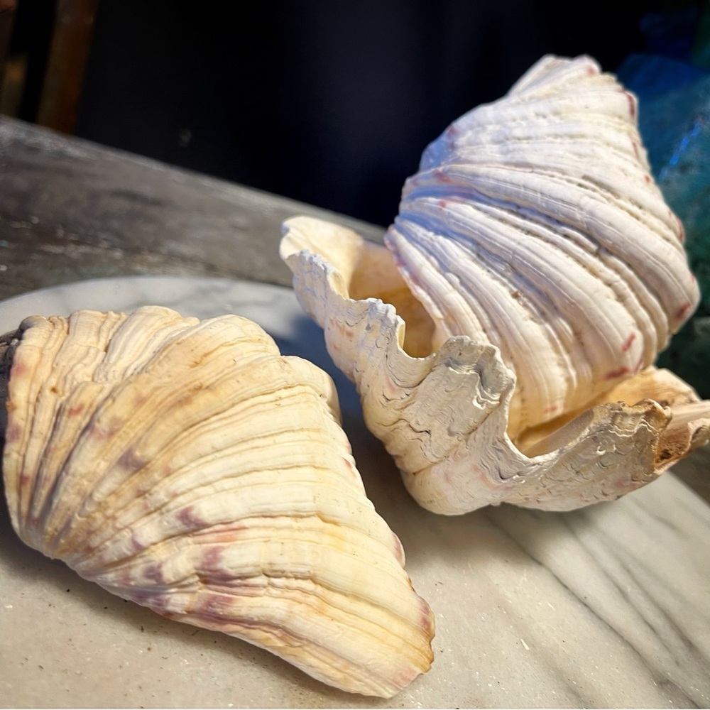 authentic gulf of mexico clam shells